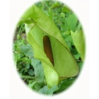 LORDS AND LADIES seeds (arum maculatum)