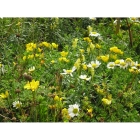 Meadow seed mix for Sandy Soils -Wildflower and Grass Mix