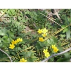 MARSH MARIGOLD seeds (caltha palustris)