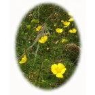 MEADOW BUTTERCUP seeds (ranunculus acris)