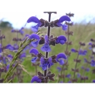 MEADOW CLARY seeds (salvia pratensis)