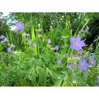 MEADOW CRANESBILL seeds (geranium pratense)