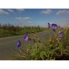 MEADOW CRANESBILL seeds (geranium pratense)