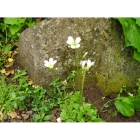 MEADOW SAXIFRAGE seeds (saxifraga granulata)