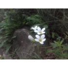 MEADOW SAXIFRAGE seeds (saxifraga granulata)