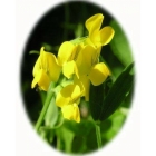 MEADOW VETCHLING seeds (lathyrus pratensis)