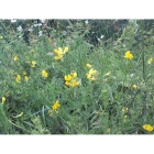 MEADOW VETCHLING seeds (lathyrus pratensis)