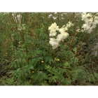 MEADOWSWEET seeds (filipendula ulmaria)