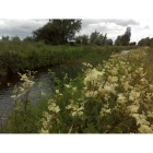 MEADOWSWEET seeds (filipendula ulmaria)