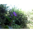 NETTLE LEAVED BELLFLOWER seeds (campanula trachelium)