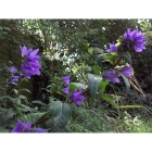 NETTLE LEAVED BELLFLOWER seeds (campanula trachelium)