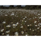 OXEYE DAISY seeds (leucanthemum vulgare)