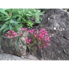 view details of RED CLOVER seeds (trifolium pratense)