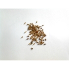 RED VALERIAN seeds (centranthus ruber)