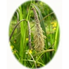 PENDULOUS SEDGE seeds (carex pendula)