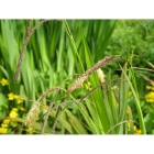 PENDULOUS SEDGE seeds (carex pendula)