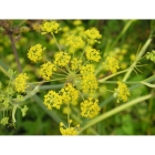 WILD PARSNIP seeds (pastinaca sativa)