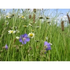 Meadow seed mix for Fertile Soils -Wildflower and Grass Mix