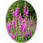 PURPLE LOOSESTRIFE seeds (lythrum salicaria)