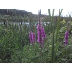 PURPLE LOOSESTRIFE seeds (lythrum salicaria)