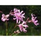 RAGGED ROBIN seeds (lychnis flos-cuculi)