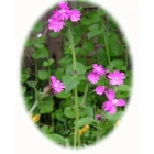 view RED CAMPION seeds (silene dioica) details