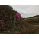 RED CAMPION seeds (silene dioica)