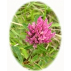 RED CLOVER seeds (trifolium pratense)