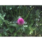 RED CLOVER seeds (trifolium pratense)