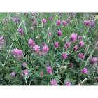 RED CLOVER seeds (trifolium pratense)