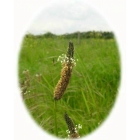 RIBWORT PLANTAIN seeds (plantago lanceolata)