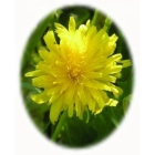 ROUGH HAWKBIT seeds (leontoden hispidus)