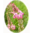 view details of RED CAMPION seeds (silene dioica)