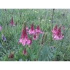 SAINFOIN seeds (onobrychis viciifolia)