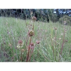 SALAD BURNET seeds (sanguisorba minor)