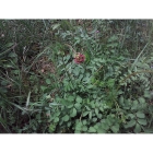 SALAD BURNET seeds (sanguisorba minor)