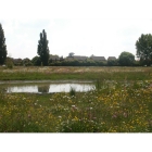 Meadow mix for Pond Edges -Wildflower and Grass seed Mix
