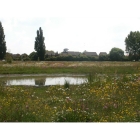 view details of Honey Bee Meadow mix -Wildflower and Grass seed Mixture
