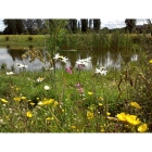 Meadow mix for Pond Edges -Wildflower and Grass seed Mix