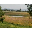 Meadow mix for Pond Edges -Wildflower and Grass seed Mix