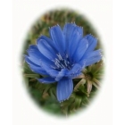 CHICORY seeds (cichorium intybus)