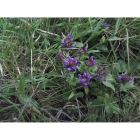 SELF HEAL seeds (prunella vulgaris)