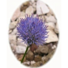 SHEEPSBIT SCABIOUS seeds (jasione montana)