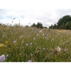 SMALL SCABIOUS seeds (scaboisa columbaria)