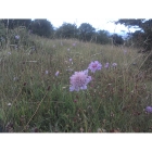 SMALL SCABIOUS seeds (scaboisa columbaria)