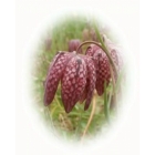 view details of SMALL SCABIOUS seeds (scaboisa columbaria)