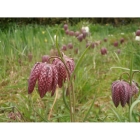 SNAKESHEAD FRITILLARY seeds (fritillaria meleagris)