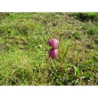 SNAKESHEAD FRITILLARY seeds (fritillaria meleagris)