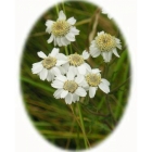 view details of SMALL SCABIOUS seeds (scaboisa columbaria)