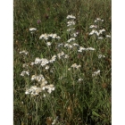 SNEEZEWORT seeds (achillea ptarmica)